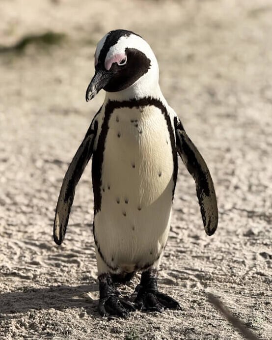 African penguin (pingüino africano) en Boulders Beach, Sudáfrica (South Africa).
