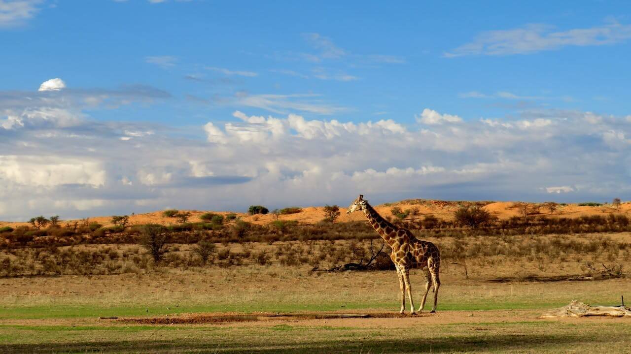 Jirafa en el desierto de Kalahari, en la zona sudafricana. Explicación del pueblo San.
