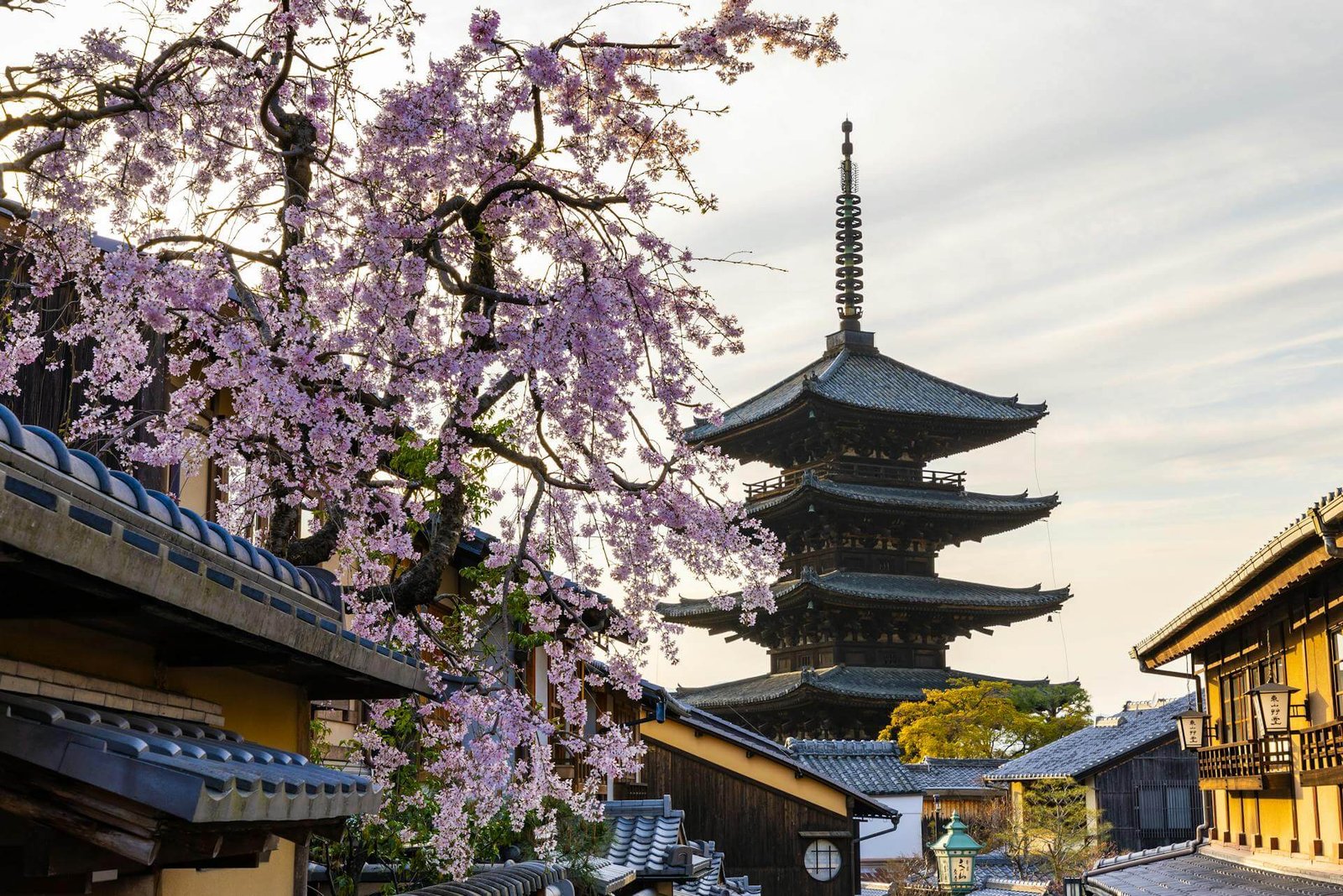 Cerezo en flor sobre las callejuelas de Higashiyama con la pagoda Yasaka al fondo, Kyoto en primavera.