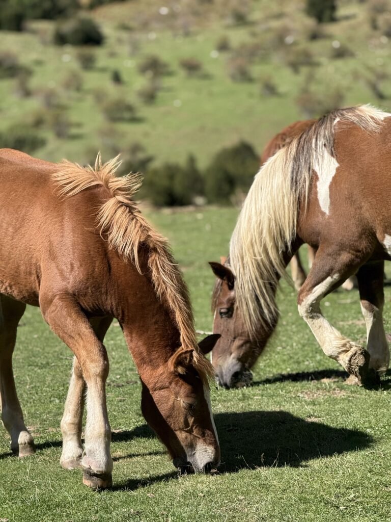 Caballos en el valle de la ruta Cola de Cabado en Ordesa.
